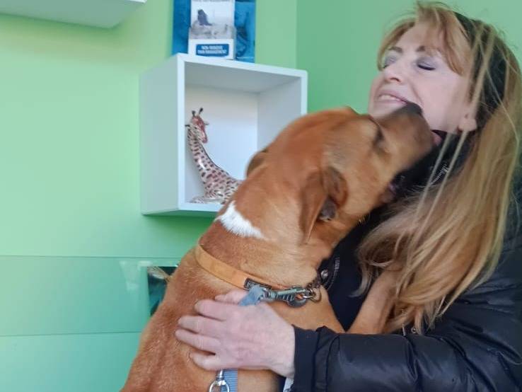 Adotta il cane ELENA a Bologna