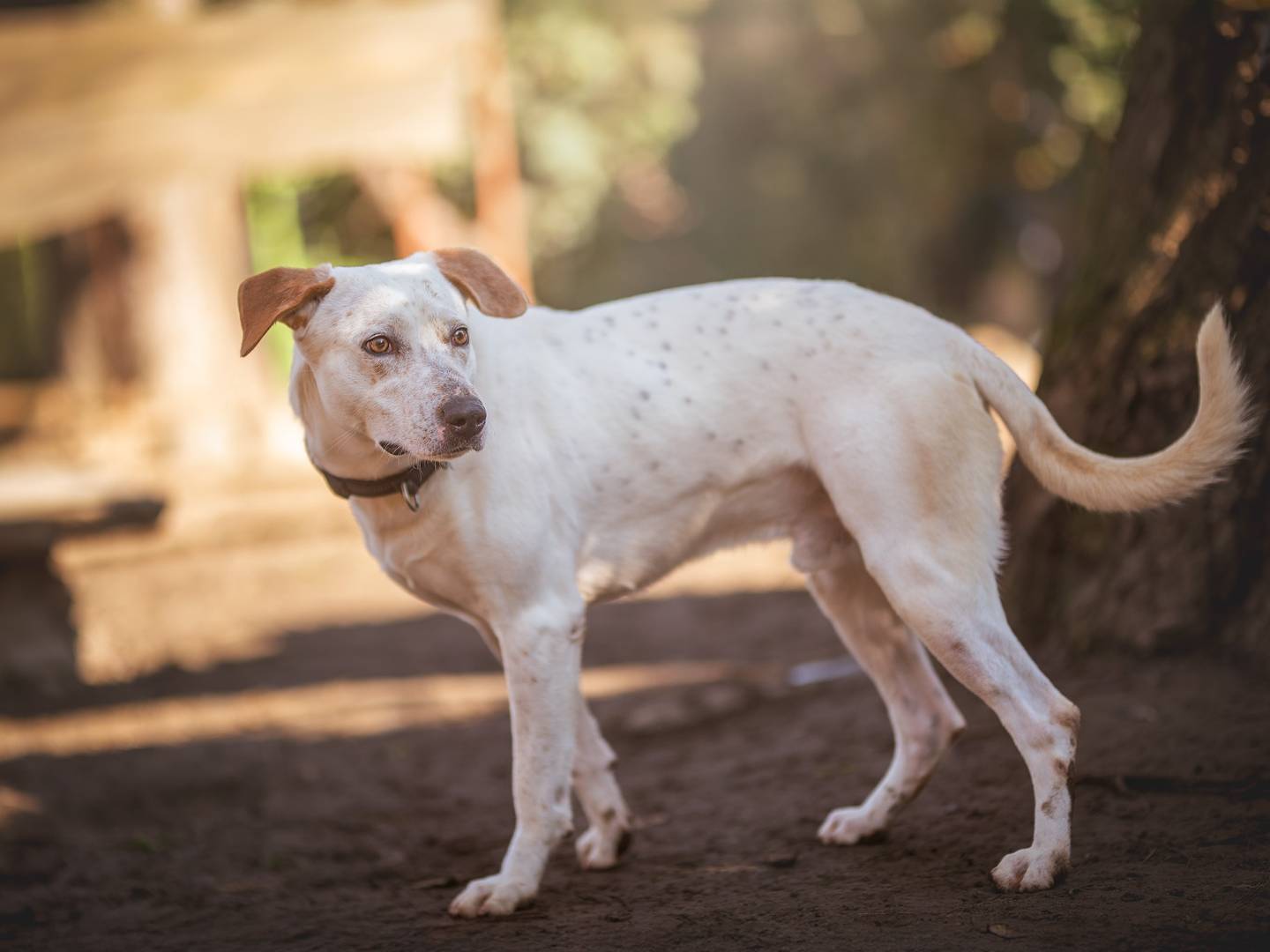 Adotta un cane, maschio, 3 anni e 1 mese, Torino