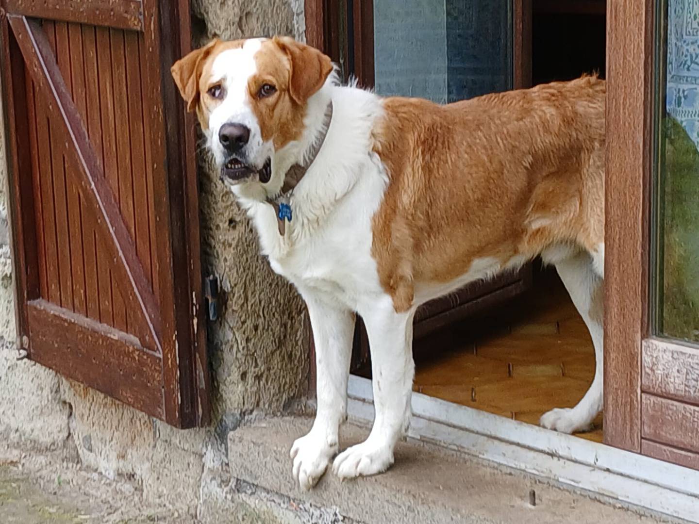 Adozione cane, maschio, Razza sconosciuta Razza sconosciuta, 4 anni  e 2 mesi , taglia grande, Viterbo