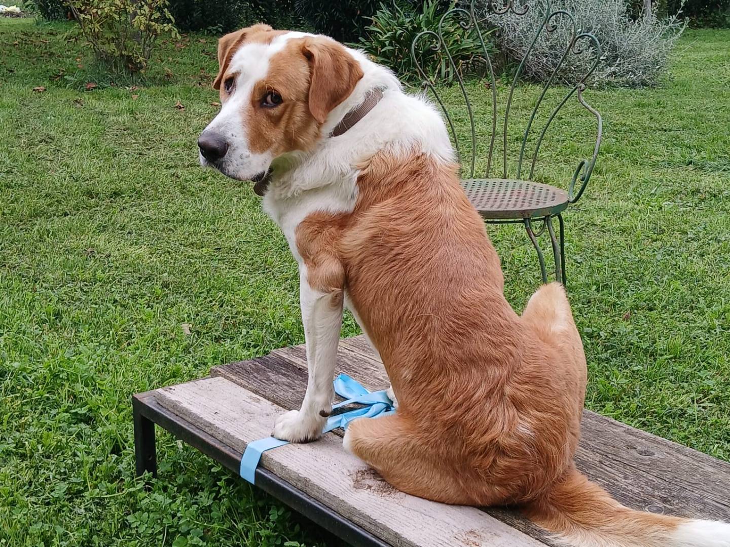 Adotta un cane, maschio, 4 anni  e 2 mesi , Viterbo