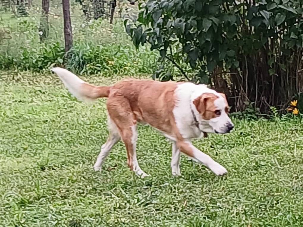 Adotta un cane, taglia grande, maschio, Viterbo