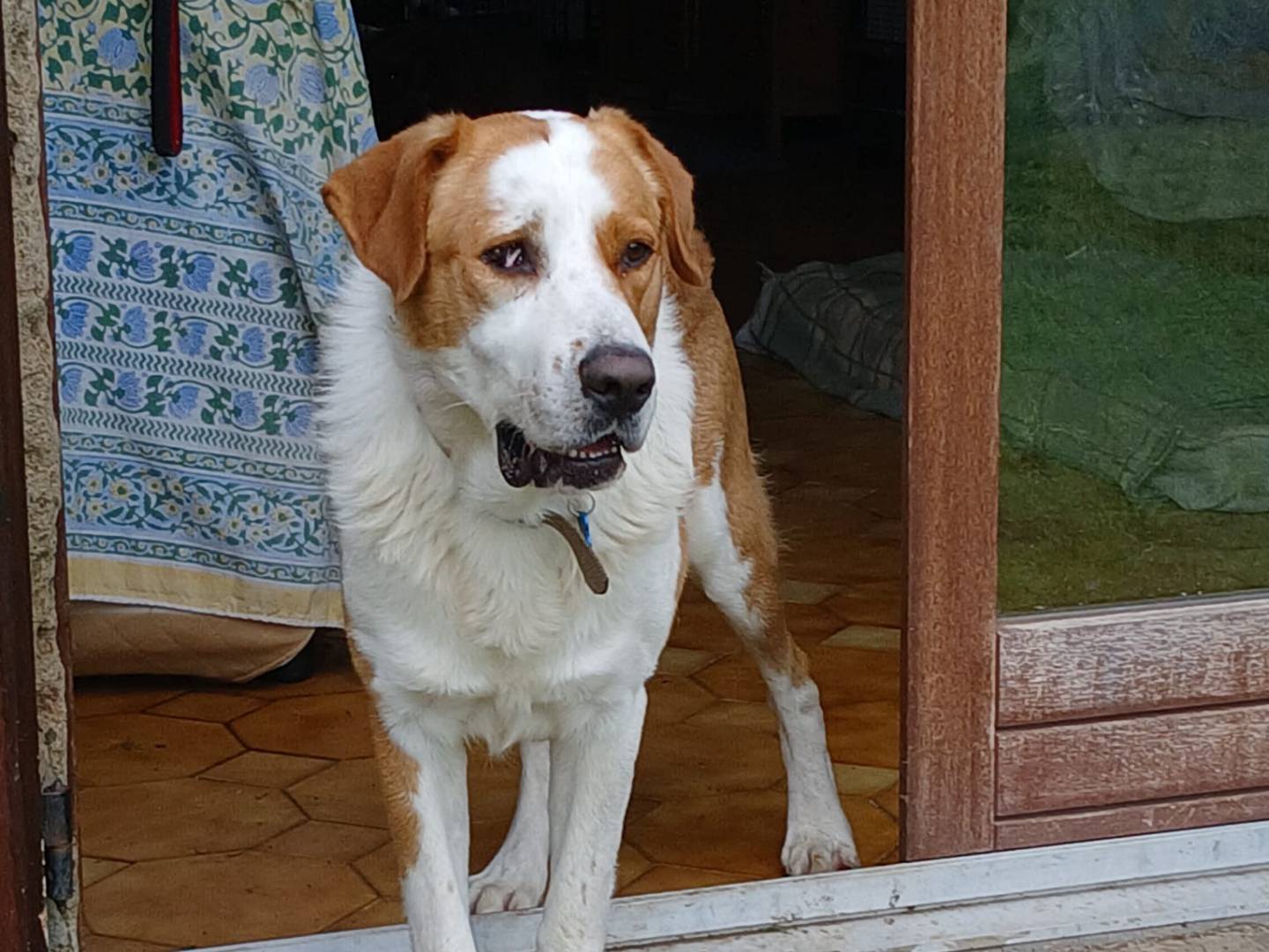 Vuoi adottare un cane a Viterbo?