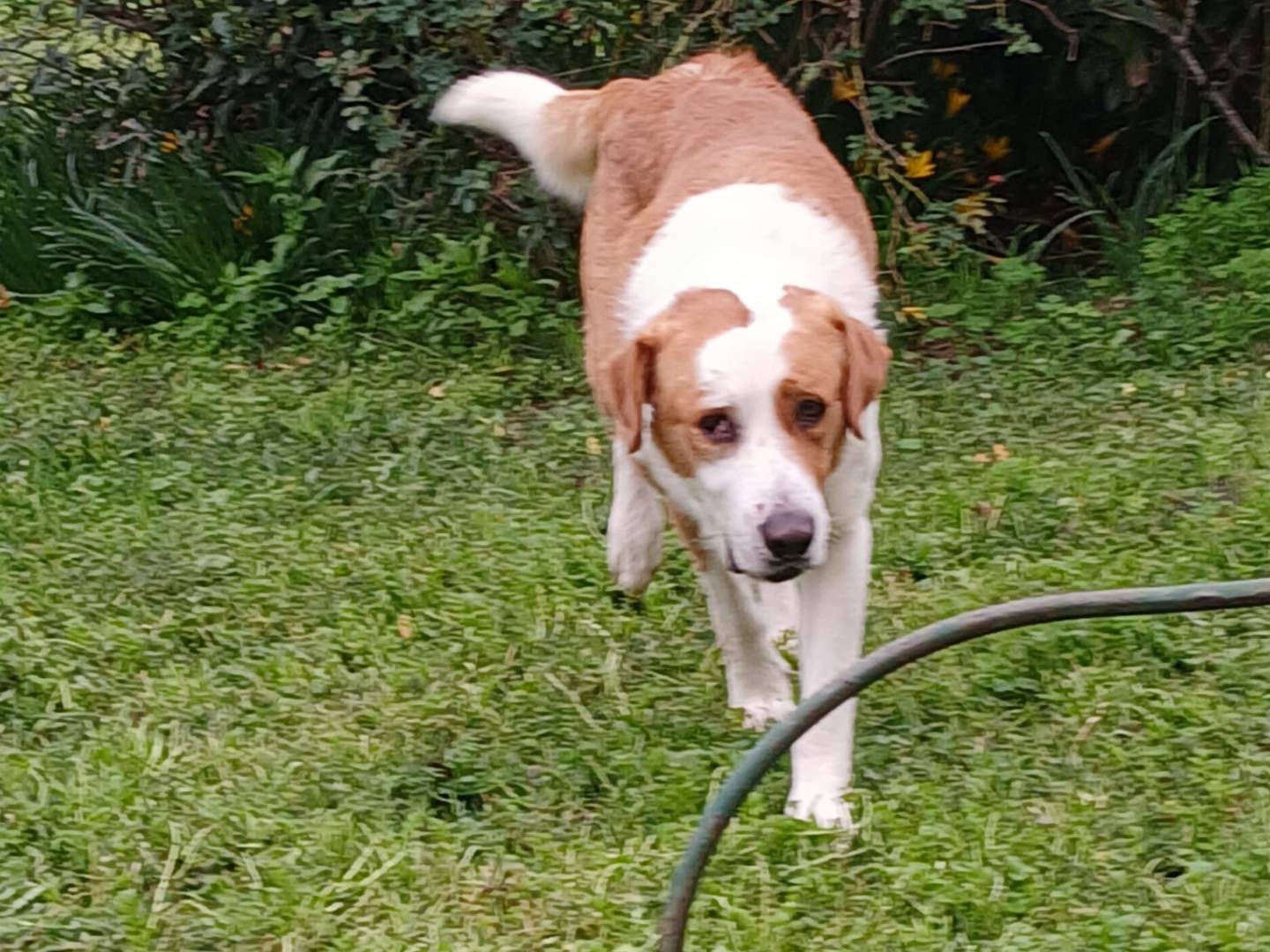 Adotta il cane Oliver a Viterbo