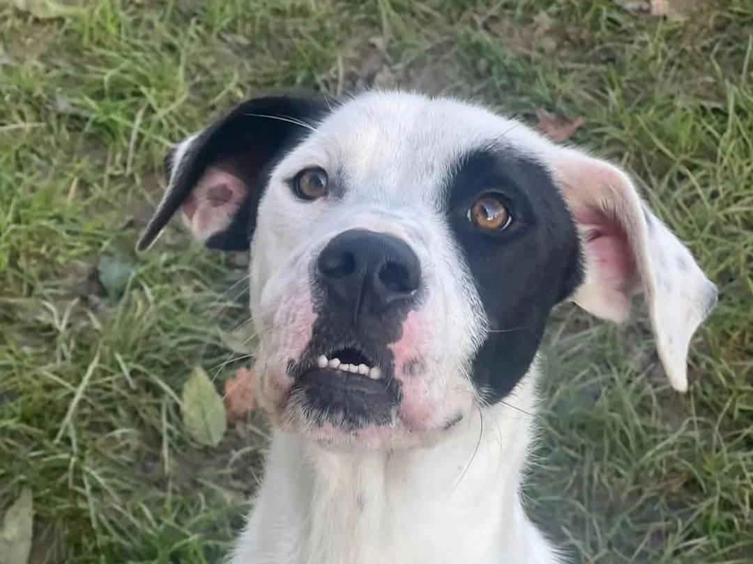 Adotta un cane, maschio, 1 anno e 11 mesi , Torino
