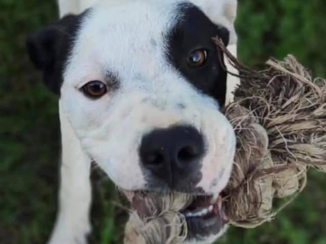 Adotta un cane, taglia media, maschio, Torino