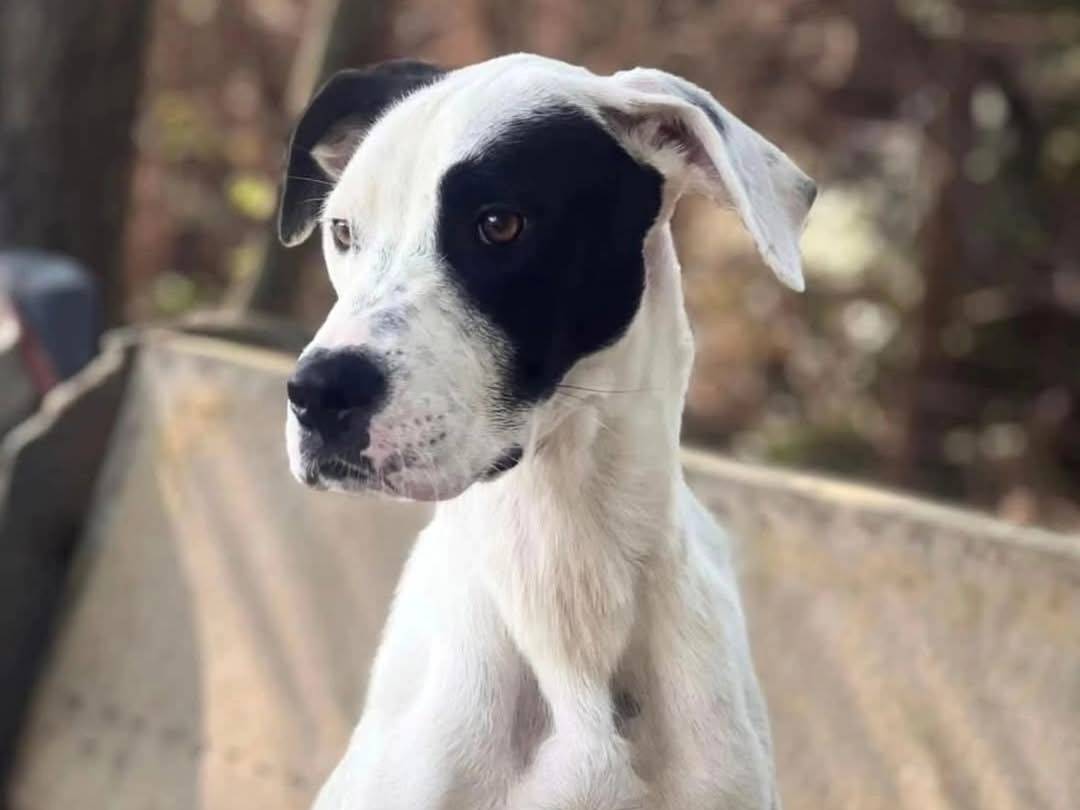 Vuoi adottare un cane a Torino?