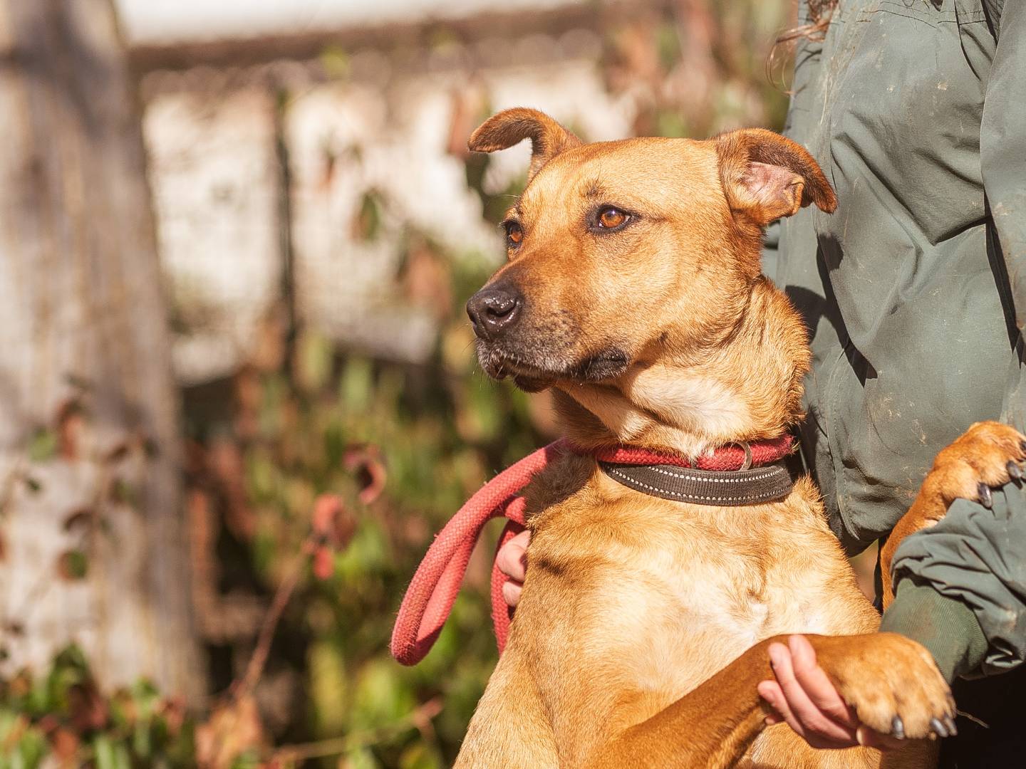 Adotta un cane, femmina, 2 anni  e 9 mesi , Torino