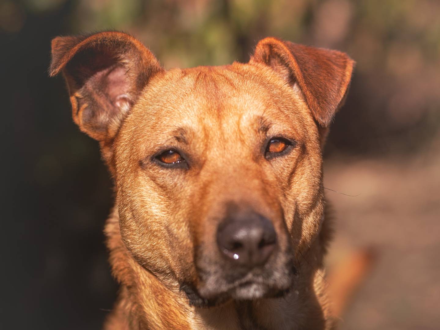 Adotta un cane, taglia media, femmina, Torino