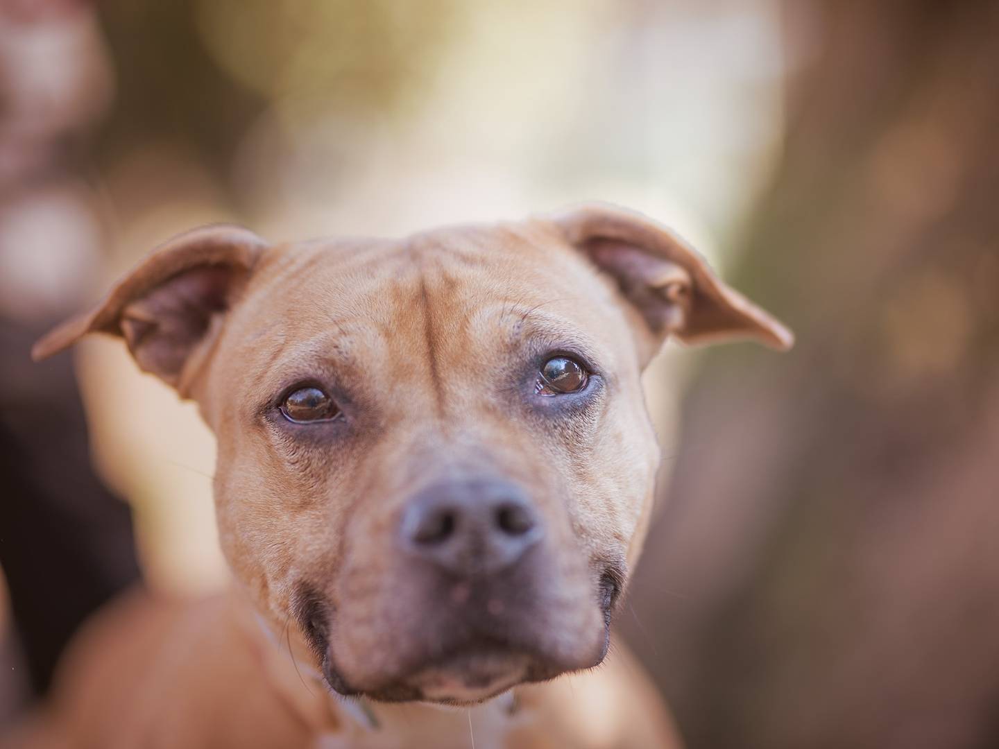Adotta un cane, femmina, 6 anni  e 1 mese, Torino