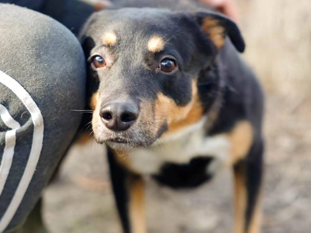 Foto dell'animale