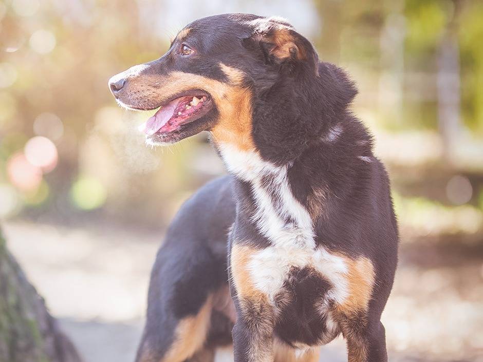 Adotta un cane, maschio, 2 anni  e 8 mesi , Torino