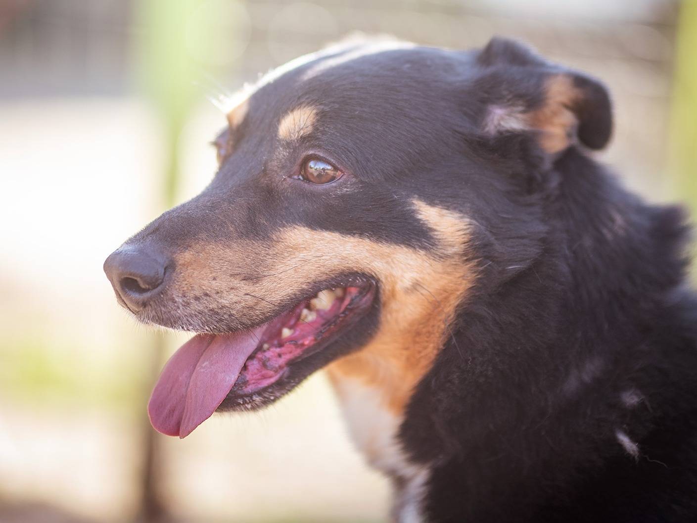 Adotta un cane, taglia media, maschio, Torino