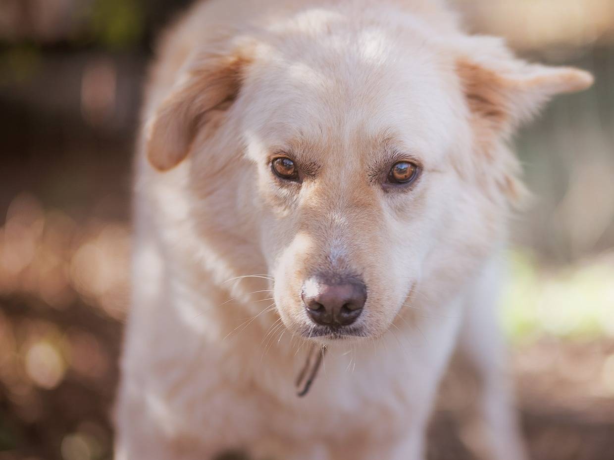 Adotta un cane, maschio, 1 anno e 10 mesi , Torino