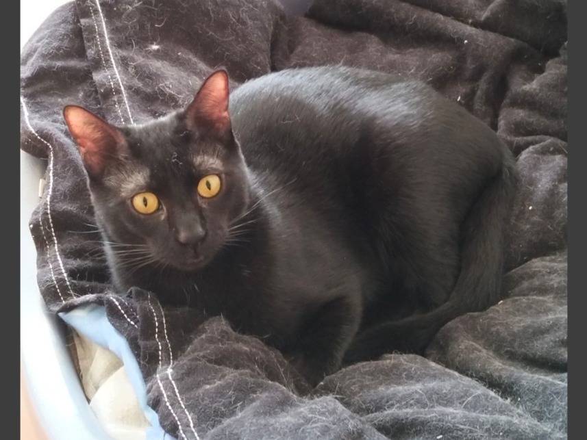 Adotta il gatto Mirtilla  a Napoli