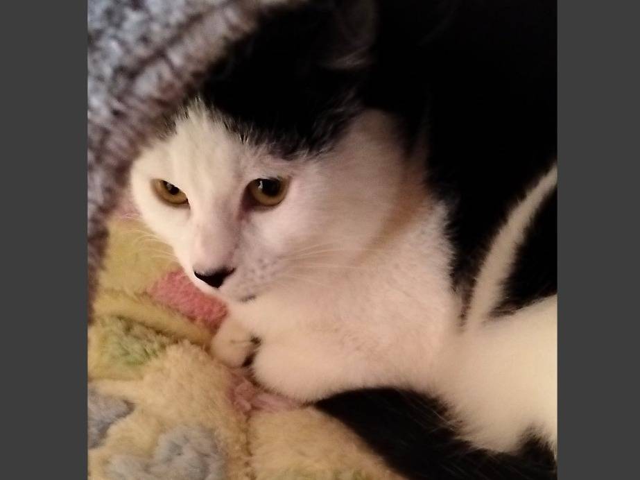 Adotta il gatto Luna  a Napoli