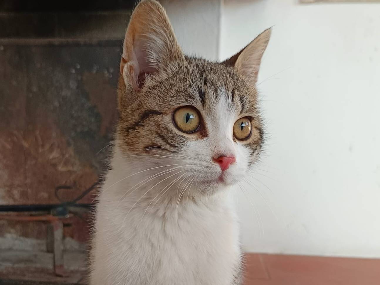 Foto dell'animale