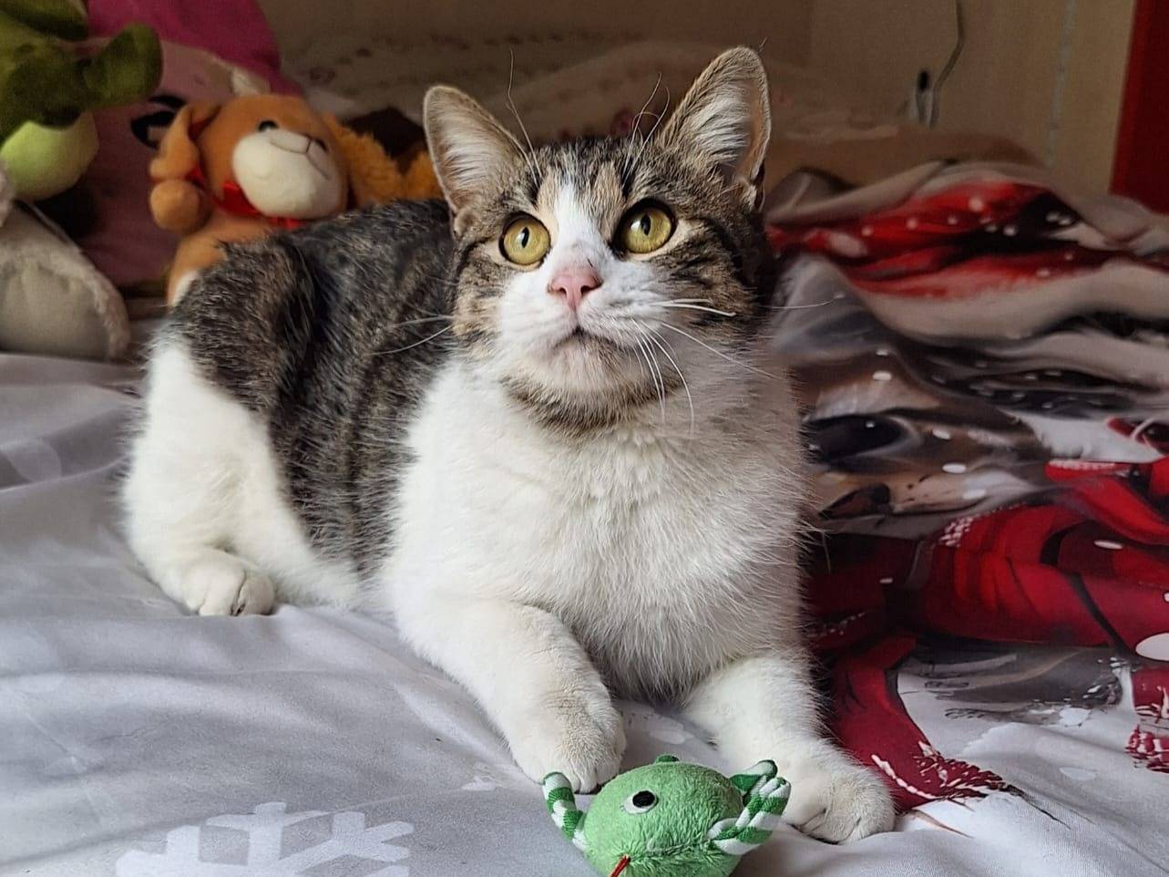Foto dell'animale