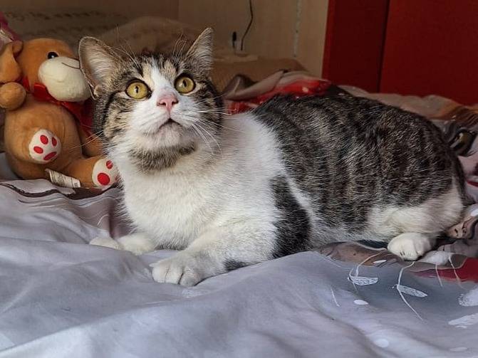 Adotta un gatto, femmina, 8 mesi, Bari