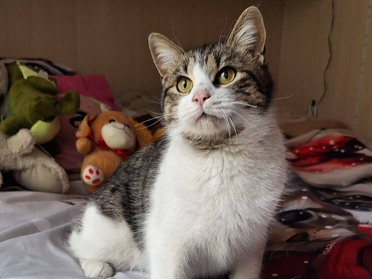 Adotta un gatto, taglia non valida, femmina, Bari