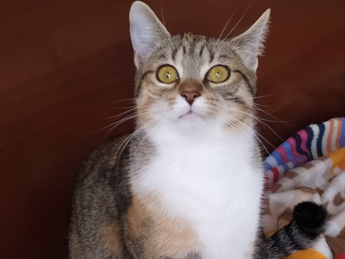 Foto dell'animale