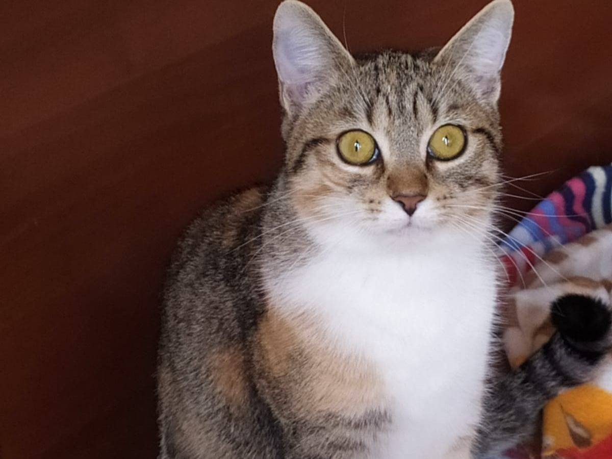 Adotta il gatto Kassia a Lecco