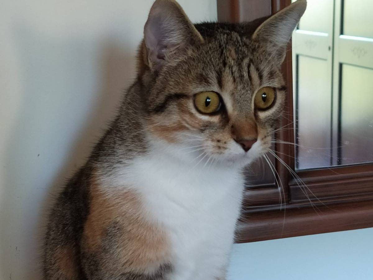 Vuoi adottare un gatto a Lecco?