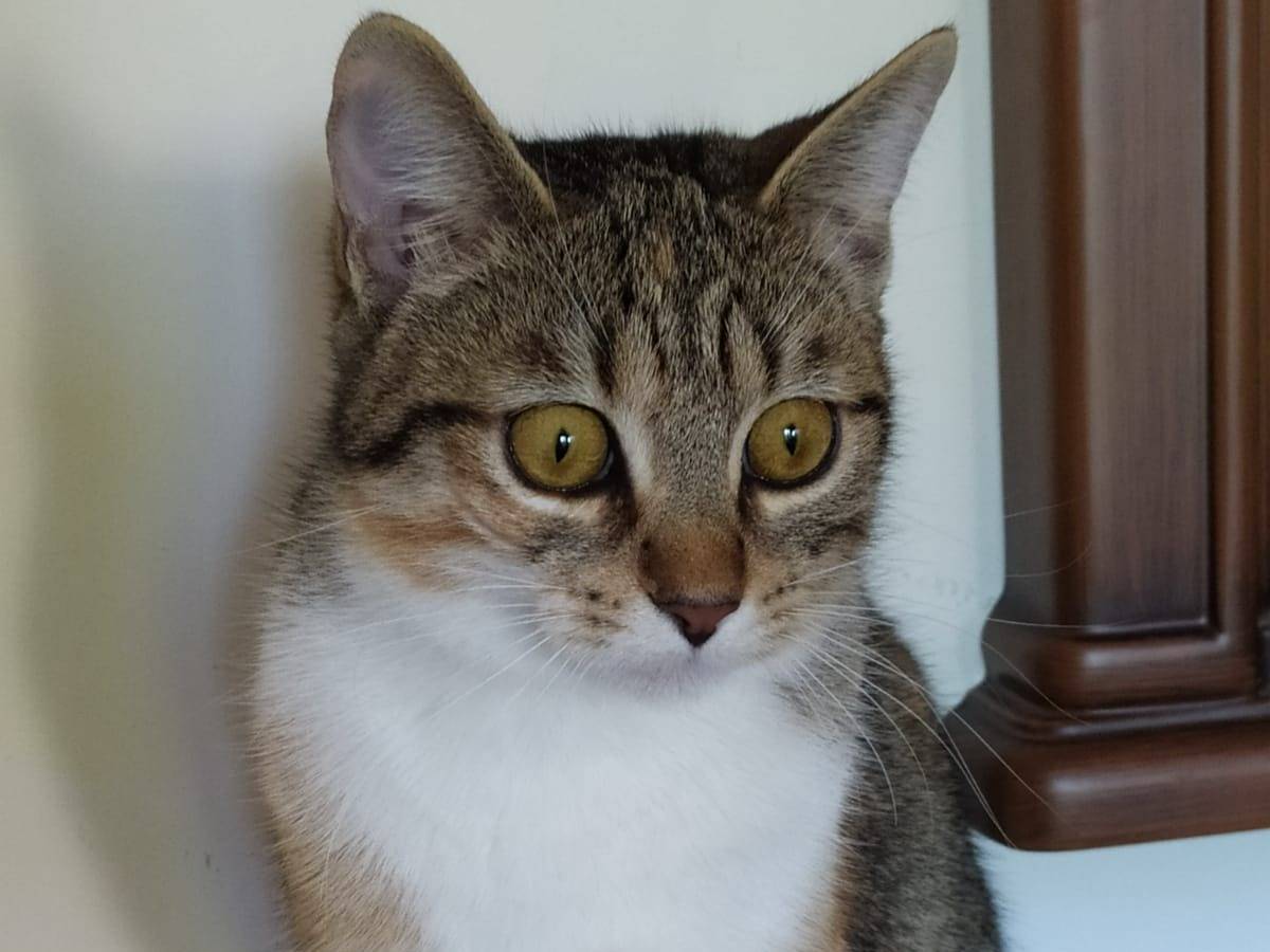 Adotta un gatto, taglia non valida, femmina, Lecco