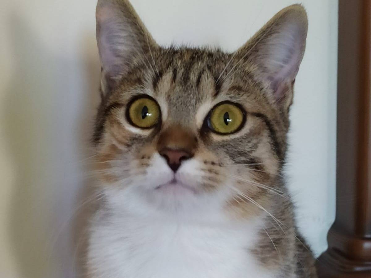 Adotta un gatto, femmina, 8 mesi, Lecco