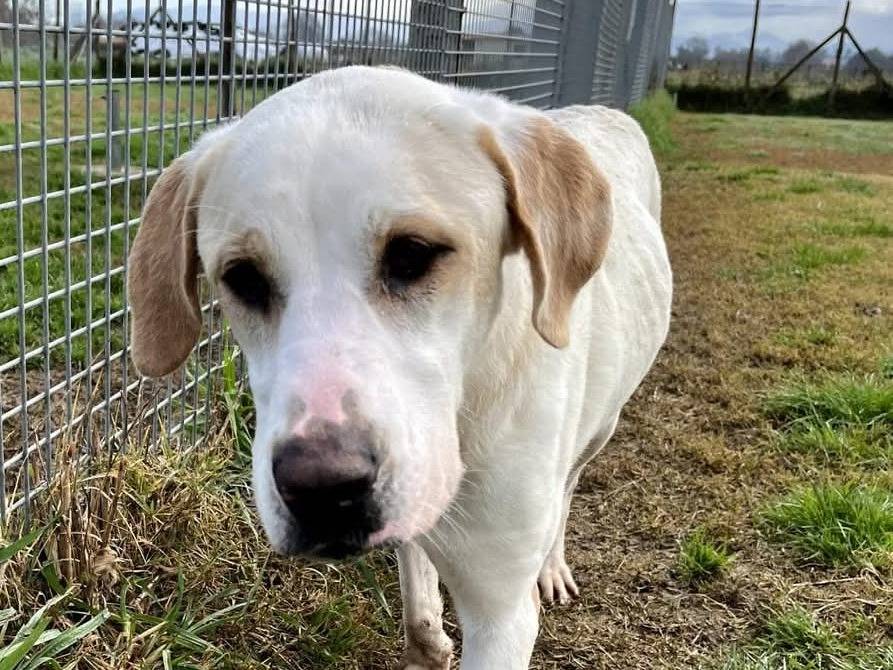 Adotta un cane, femmina, 2 anni e 10 mesi, Latina