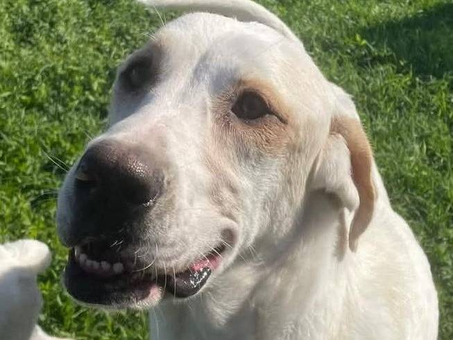 Adotta un cane, taglia grande, femmina, Latina