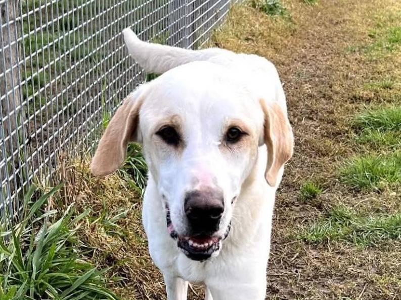 Vuoi adottare un cane a Latina?