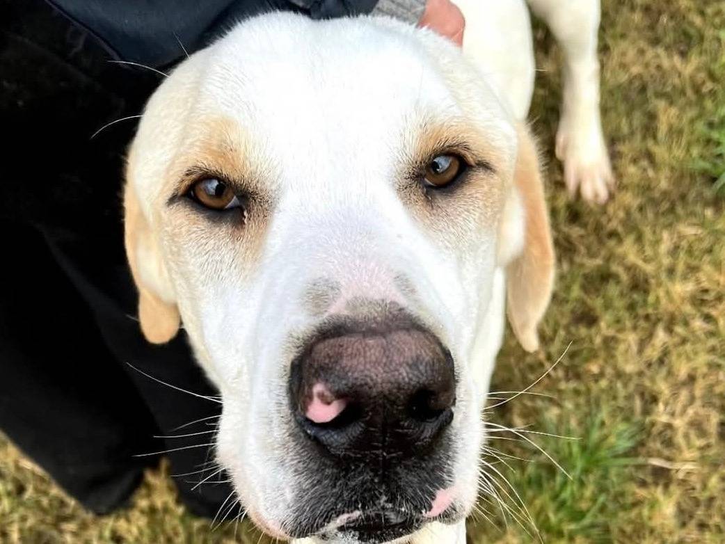 Adotta il cane TESLA a Latina