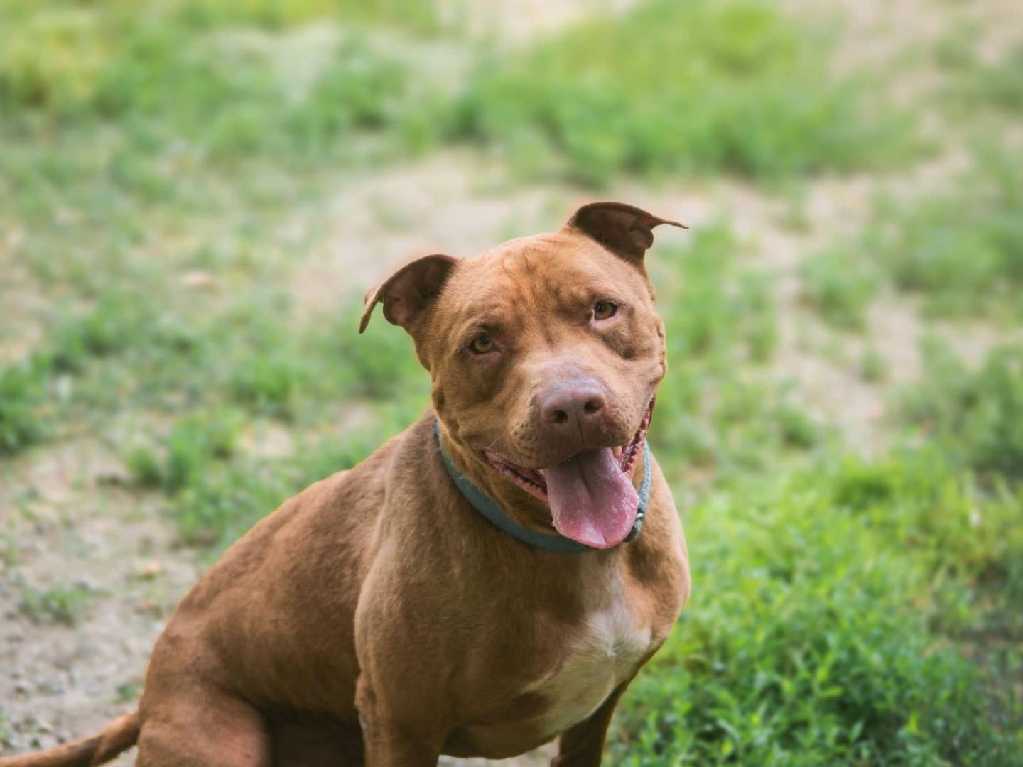 Adozione cane, maschio, Pitbull Razza sconosciuta, 5 anni  e 1 mese, taglia grande, Bologna