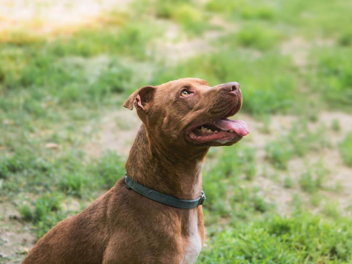 Adotta un cane, maschio, 5 anni  e 1 mese, Bologna