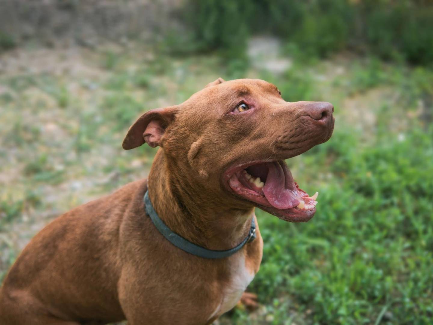 Adotta un cane, taglia grande, maschio, Bologna