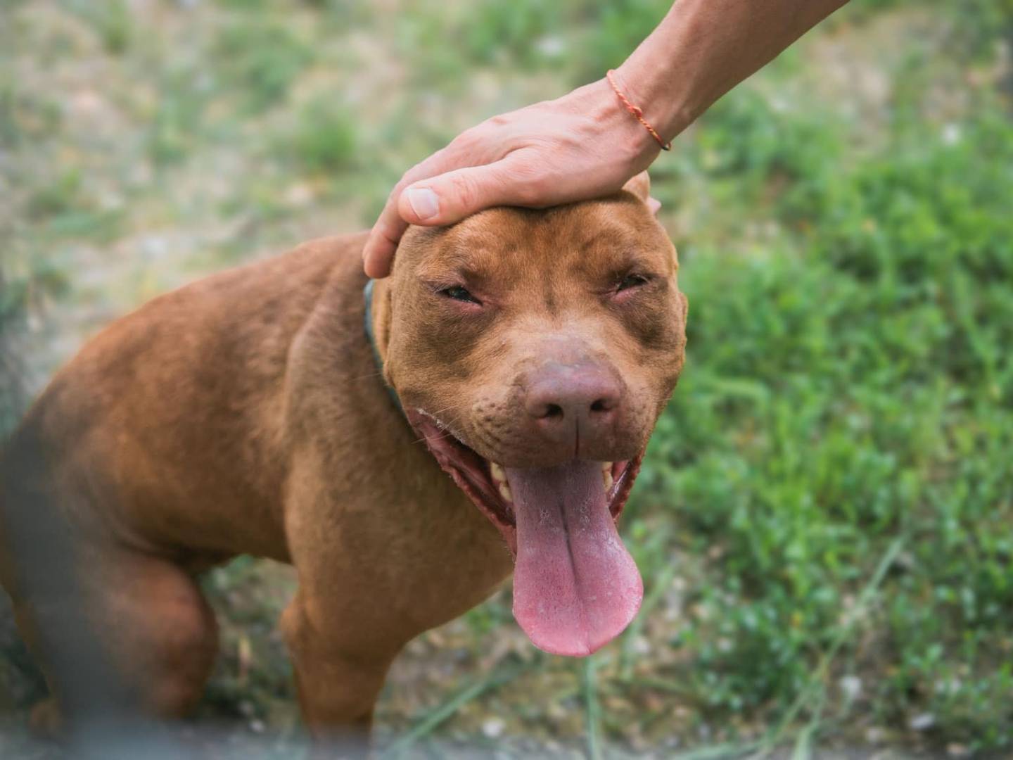 Vuoi adottare un cane a Bologna?