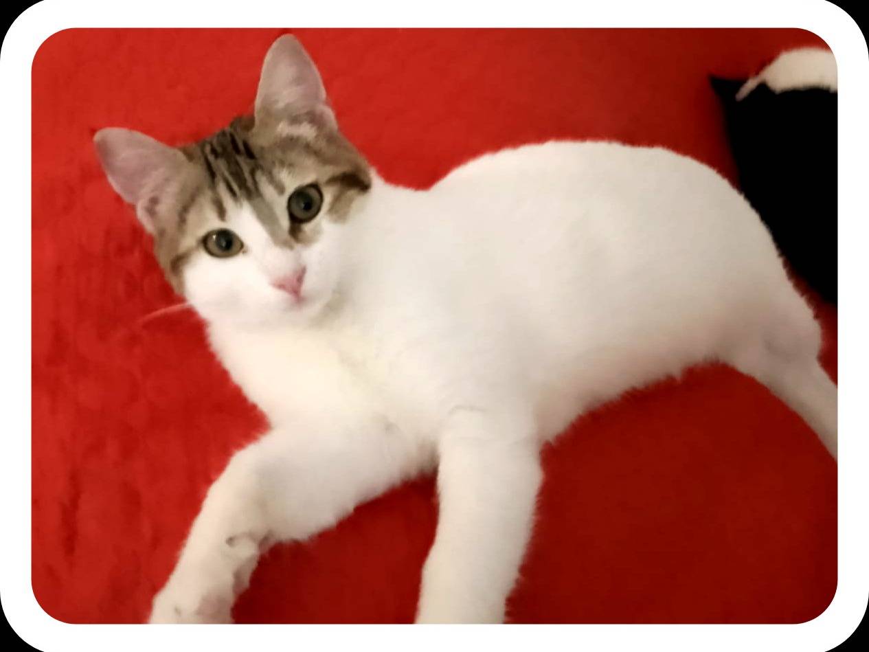 Adozione gatto, femmina, Razza sconosciuta Razza sconosciuta, 6 mesi, taglia non valida, Palermo