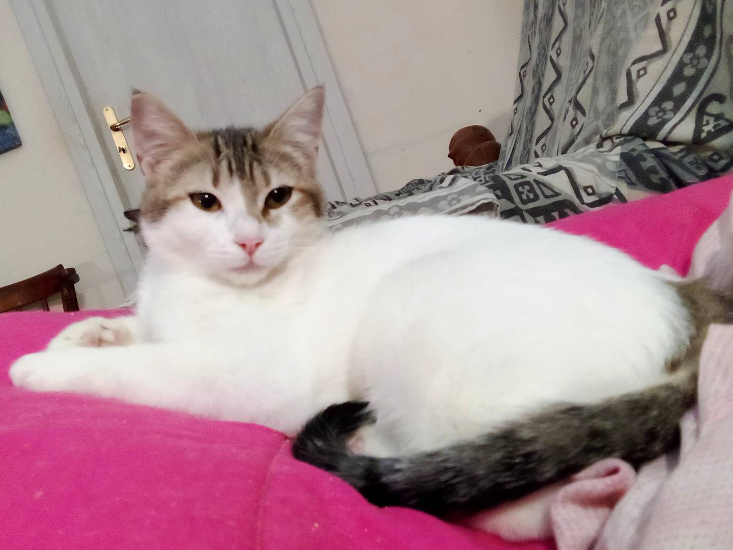Adotta un gatto, femmina, 6 mesi, Palermo