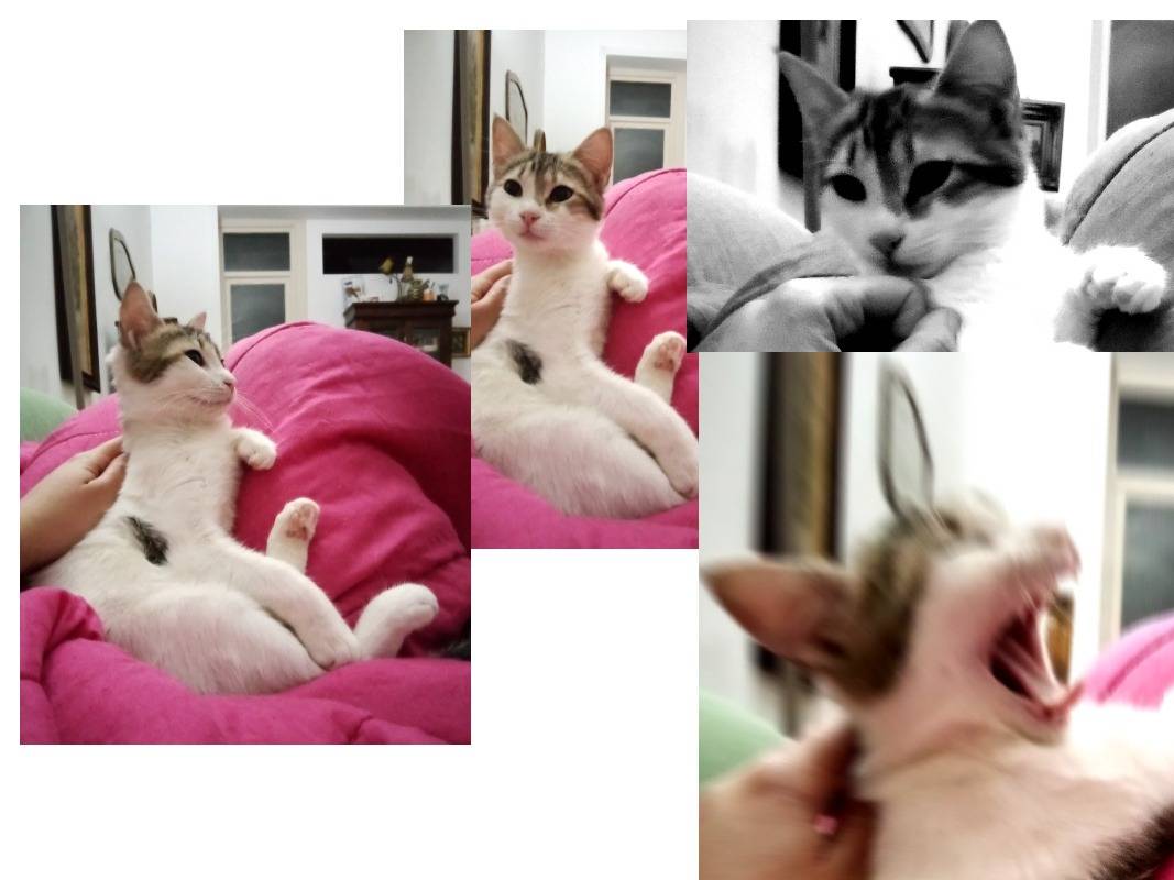 Adotta un gatto, taglia non valida, femmina, Palermo