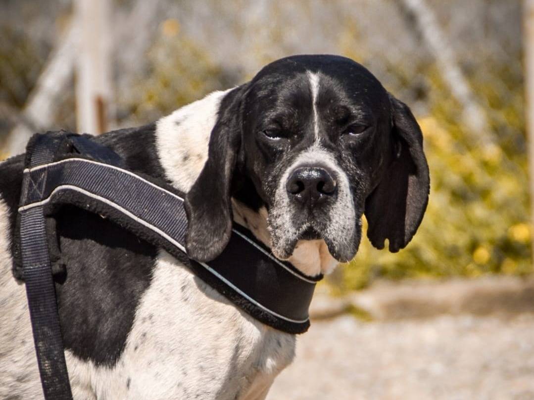 Adotta un cane, maschio, 9 anni  e 10 mesi , Crotone