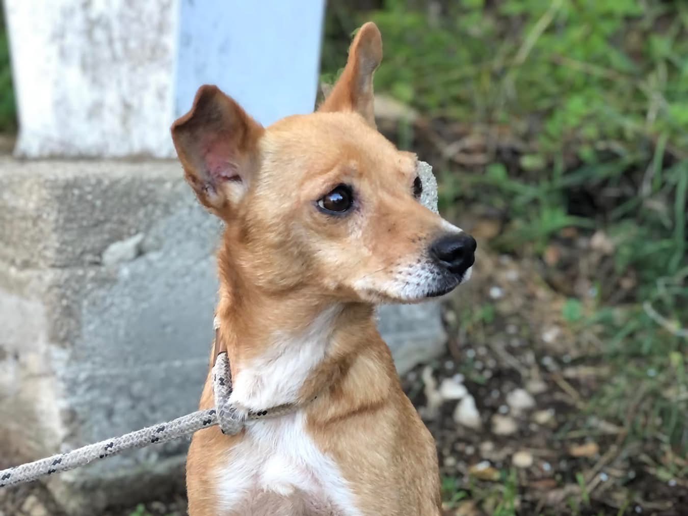 Adotta un cane, femmina, 4 anni  e 2 mesi , Latina