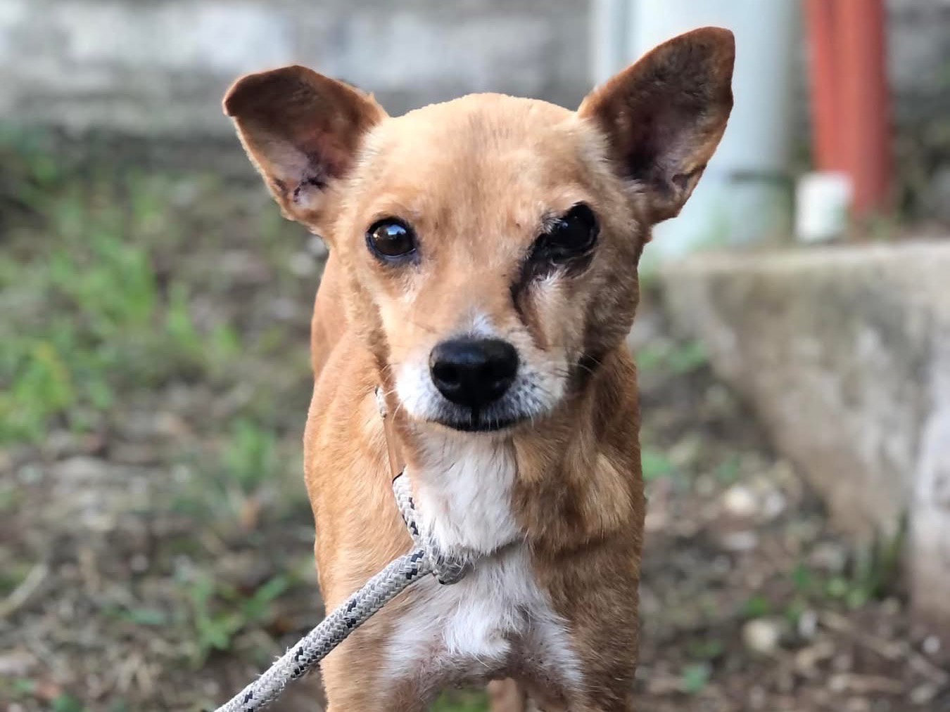 Adotta un cane, taglia piccola, femmina, Latina