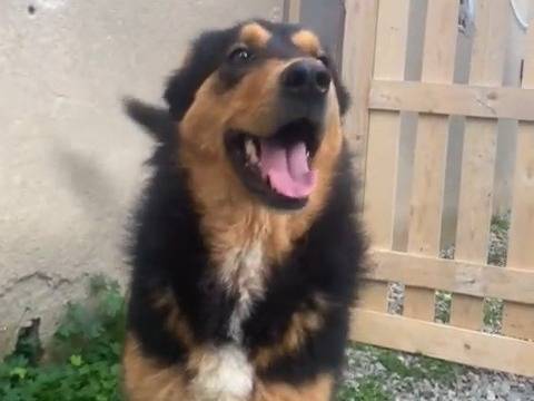 Foto 3 dell'animale