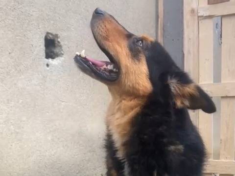 Vuoi adottare un cane a Reggio?