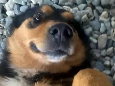Adotta il cane Luna a Reggio