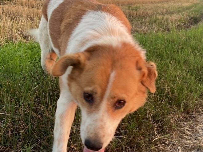 Adotta un cane, taglia media contenuta, femmina, Pavia