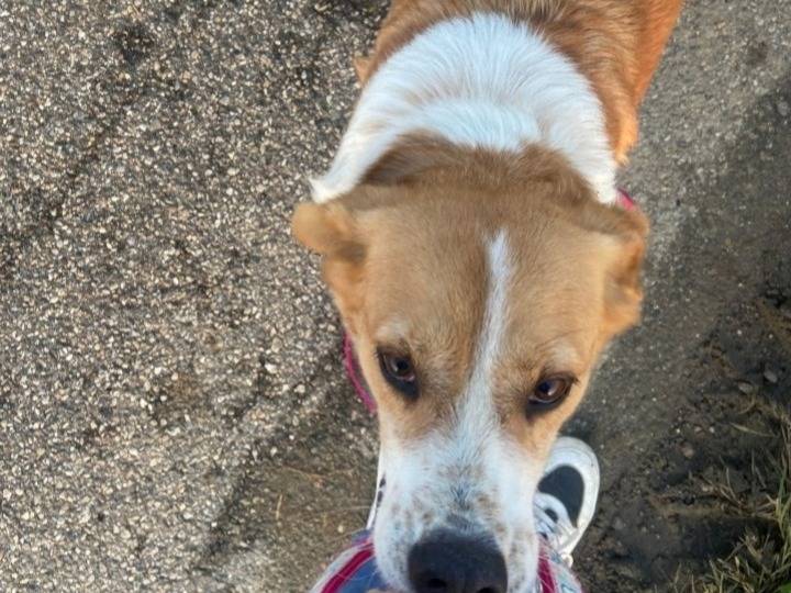 Vuoi adottare un cane a Pavia?