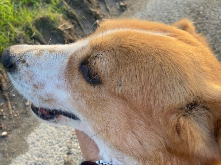 Adotta il cane Bibi anzianetta rimasta sola  a Pavia