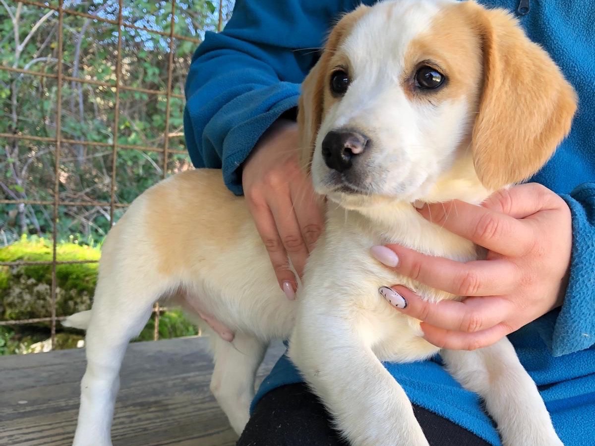 Adozione cane, maschio, Beagle  Razza sconosciuta, 3 mesi, taglia media contenuta, Frosinone
