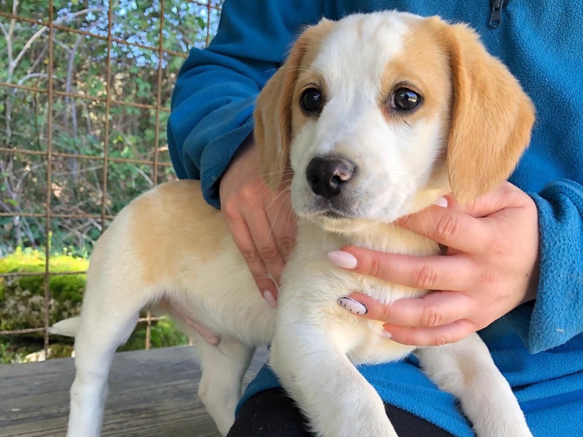 Adotta un cane, maschio, 3 mesi, Frosinone